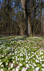 Fototapeta premium the first spring flowers of anemone are white in a mixed forest