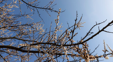 blooming berry cherry in the spring season