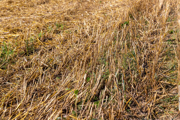 A field with cereals in the summer