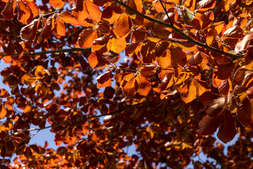 a red beech tree in the spring season, a beautiful red beech