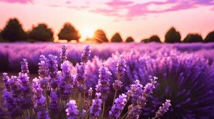 Obraz premium Beautiful lavender field scenery bathed in sunshine
