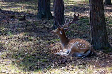 Deer resting in hot weather