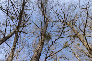 Bare trees in sunny spring weather, bare deciduous trees