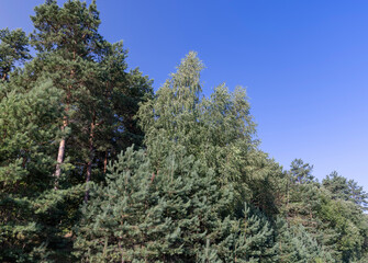 Tall pine tree in summer