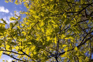 translucent spring oak foliage and oak catkins during flowering