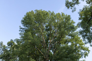 Fototapeta premium Different trees growing together in the forest
