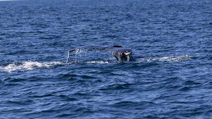 Fototapeta premium Humpback whale jout of the water. The whale is spraying water and ready to fall on its back.