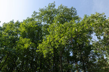 Obraz premium Deciduous trees with green foliage in summer