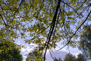 young spring oak foliage and oak flowers during flowering