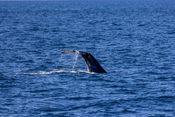 Fototapeta premium Humpback whale jout of the water. The whale is spraying water and ready to fall on its back.