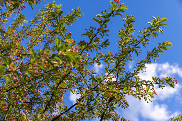 Fototapeta premium green foliage and red flowers of an apple tree during flowering