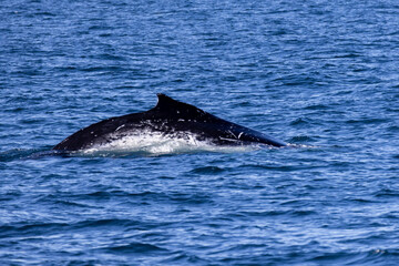 Fototapeta premium Humpback whale jout of the water. The whale is spraying water and ready to fall on its back.