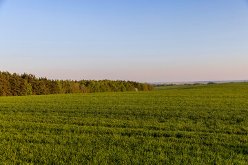 Fototapeta na wymiar young green wheat in the field in the spring season
