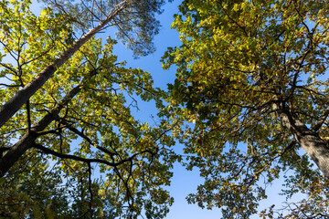 Oak tree in autumn leaf fall in sunny weather