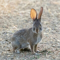 Naklejka na ściany i meble Desert Cottontail Rabbit with a tick showing the translucent ears. Santa Clara County, California, USA.