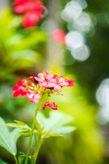 The flower head with brightness red lobe which blurred nature light bokeh as background. Plant in nature environment, close-up and selective focus.