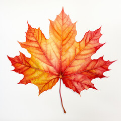 maple leaf isolated on white
