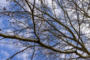a tall sycamore tree with branches without foliage