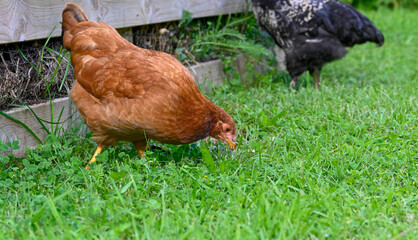 hens walking on green grass near garden compost