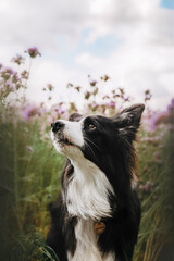 Portrait of a black and white border collie in a purple phacelia flower meadow