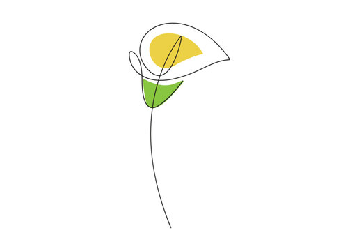 Calla lily flower one line art vector illustration. Premium vector.