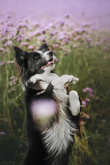  black and white border collie standing on its hind legs in a purple phacelia flower meadow
