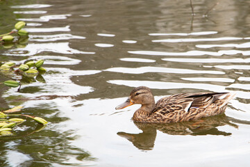 Obraz premium マガモ