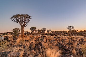 Sunrise in desert landscape of  Quiver Tree Forest (Aloe dichotoma), Namibia, South Africa - obrazy, fototapety, plakaty