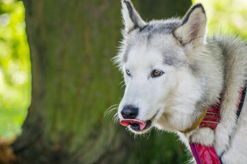 portrait of a white wolf
