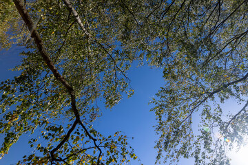 Birch grove with tall birch trees in autumn
