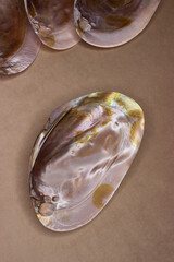 The Margaritifera shell is a genus of bivalve mollusks from the Unionoida order of the...