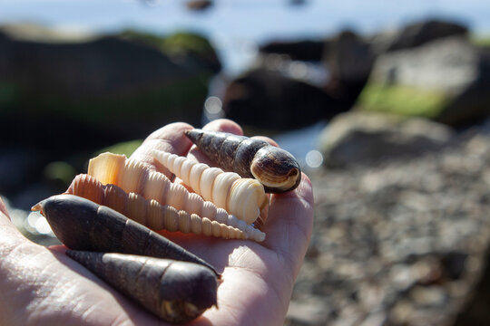 Turritella terebra and Faunus ater (devil's thorn). Sea snails, mix, on hand. Screw, elongated shell. Thin, grooved. Beige, yellow, brown, black.