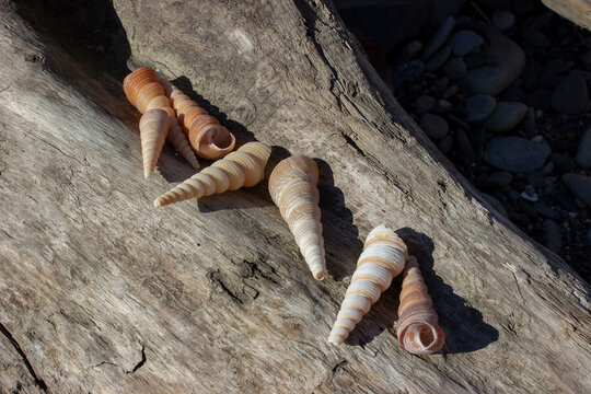 Turritella terebra is a species of sea snail, a marine gastropod mollusk in the Turritellidae family. Screw, elongated shell. Thin, grooved. Beige, yellow, brown.