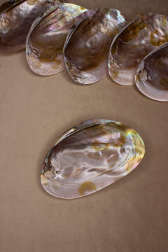 The Margaritifera shell is a genus of bivalve mollusks from the Unionoida order of the Margaritiferidae family, freshwater pearl mussels. Polished iridescent, iridescent mother-of-pearl, shell sash. B
