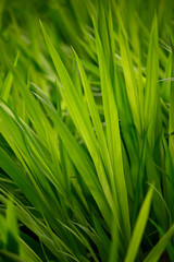 Closeup of green grass leaves