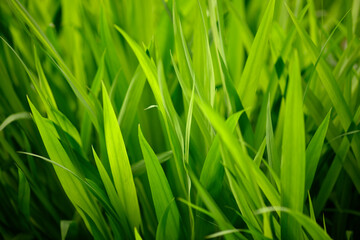 Closeup of green grass leaves