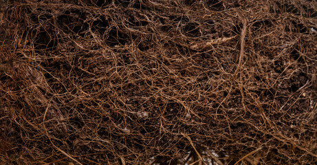 Earth, dry surface and roots beginning to sprout. Textured dry earth with sprouted roots. cut pot with earth and roots