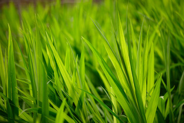 Closeup of green grass leaves