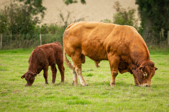 Close up of a large, powerful, Limousin bull and his young calf with heads down and grazing in summer pasture.  Yorkshire Wolds, UK.  Horizontal.  Copy space