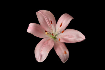 Lily Flower Head Isolated Against a Black Background