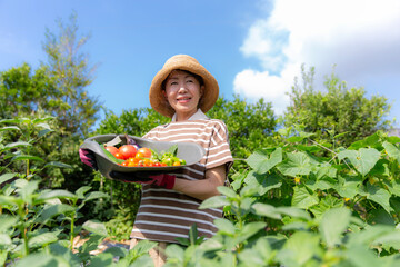 家庭菜園の収穫、夏野菜を持つ日本人のミドル女性