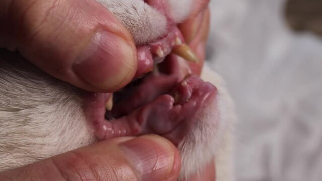 The veterinarian is inspecting the cat's oral cavity and teeth, assessing the condition of the animal's dental health. diseases related to the cat's mouth and teeth, decayed teeth. Concept