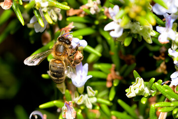 abeja melífera recolectando miel (Apis melífera)