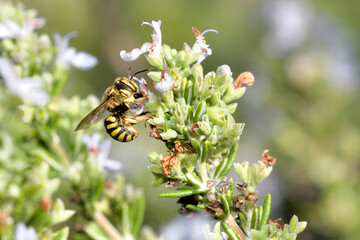 abeja de la miel Anthidiellum strigatum 