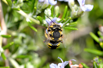abeja de la miel Anthidiellum strigatum 