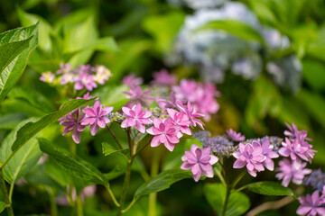 Close-up Hydrangea macrophylla flower in full blooming in the garden.
