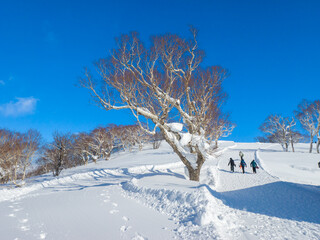 Snow covered tree towering over by ski slope and people wallking up the hill beside it (Niseko, Hokkaido, Japan) - obrazy, fototapety, plakaty