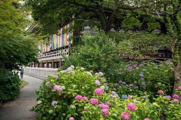 Fototapeta premium Colorful Hydrangeas in Chishaku-in (Chishakuin) Temple Garden. Higashiyama-ku, Kyoto, Japan.