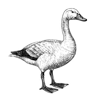 recommend clip art: White goose isolated on white background. Domestic poultry, black and white ink illustration, hand drawn  pen drawing in the style of engraving created with generative AI, transparent background