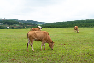 Fototapeta na wymiar Cows and grassland in Yunnan, China.